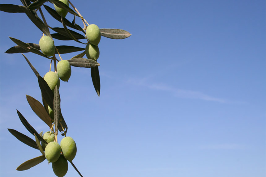 aceitunas