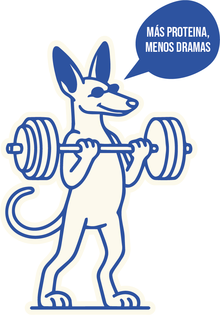 Perro mascota podenco ibicenco Fit & Fat